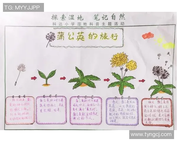 蒲公英的象征与足球明星的成长之路探索与启示